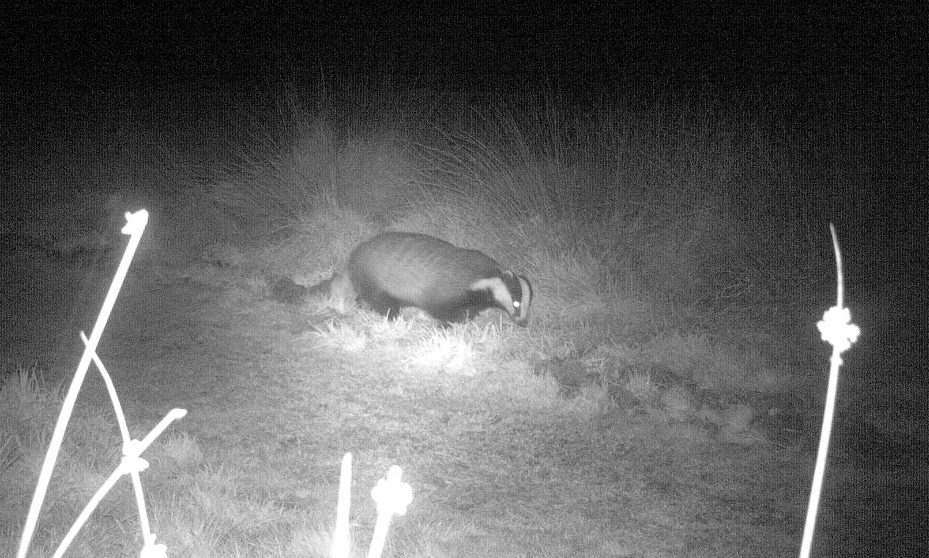 Badger on Petersfield Heath