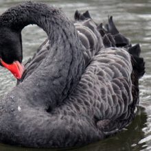 Enter the black swan!