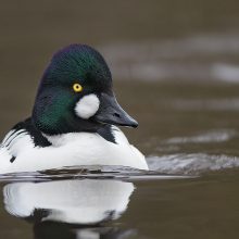 Keep a look-out for Goldeneyes in January