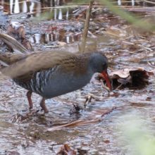 Rare appearance of our water rail