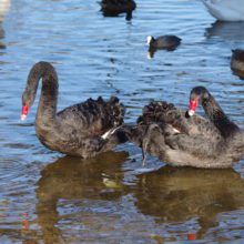 Black swans are back