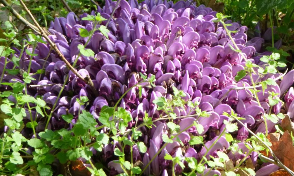 Purple toothwort