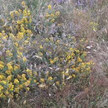 Have you seen the Dwarf Gorse?